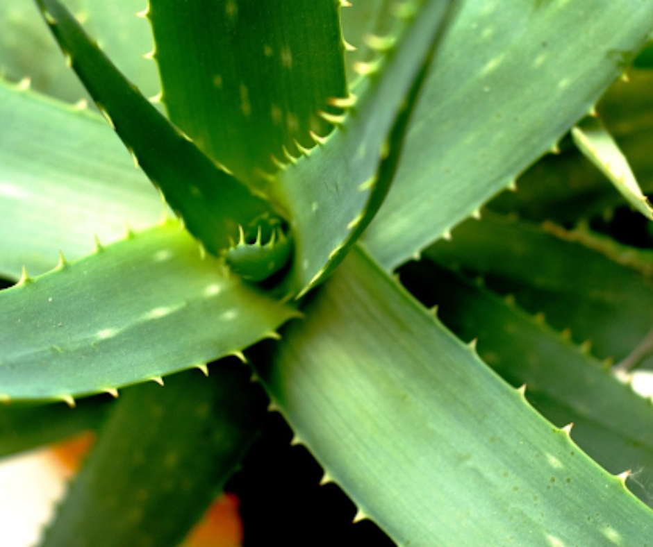 Aloe Vera